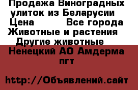 Продажа Виноградных улиток из Беларусии › Цена ­ 250 - Все города Животные и растения » Другие животные   . Ненецкий АО,Амдерма пгт